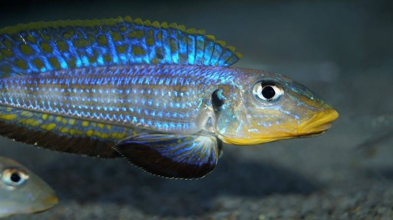 Enantiopus sp. 'kilesa'